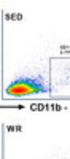 Physical activity delays accumulation of immunosuppressive myeloid-derived suppressor cells